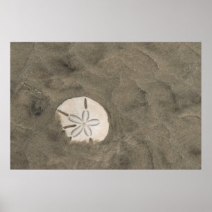 Sand dollar (Echinarachnius parma) Poster