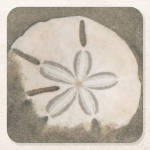 Sand dollar (Echinarachnius parma) Square Paper Coaster