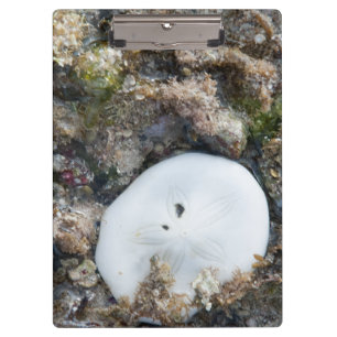 Sand Dollar in a Fiji Reef at Low Tide Clipboard