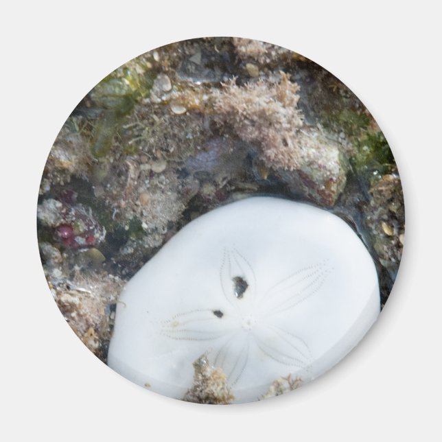 Sand Dollar in a Fiji Reef at Low Tide Magnet (Front)
