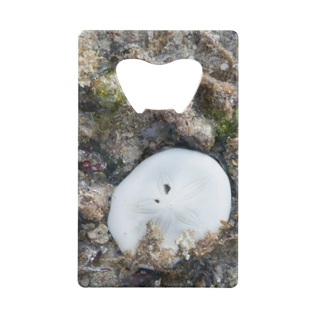 Sand Dollar in a Fiji Reef at Low Tide Wallet Bottle Opener (Front)