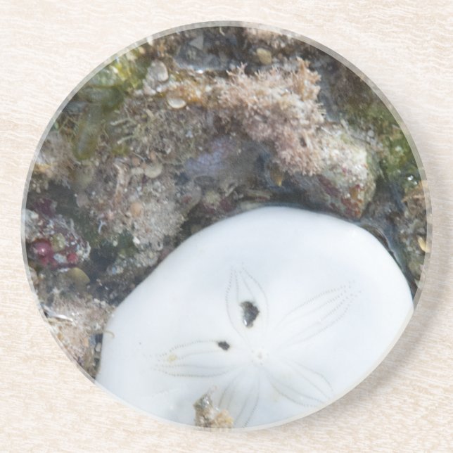 Sand Dollar in the Fiji Reef at Low Tide Coaster (Front)