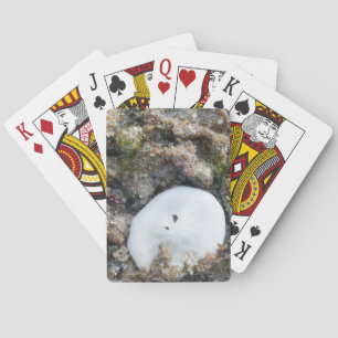 Sand Dollar in the Fiji Reef at Low Tide Playing Cards
