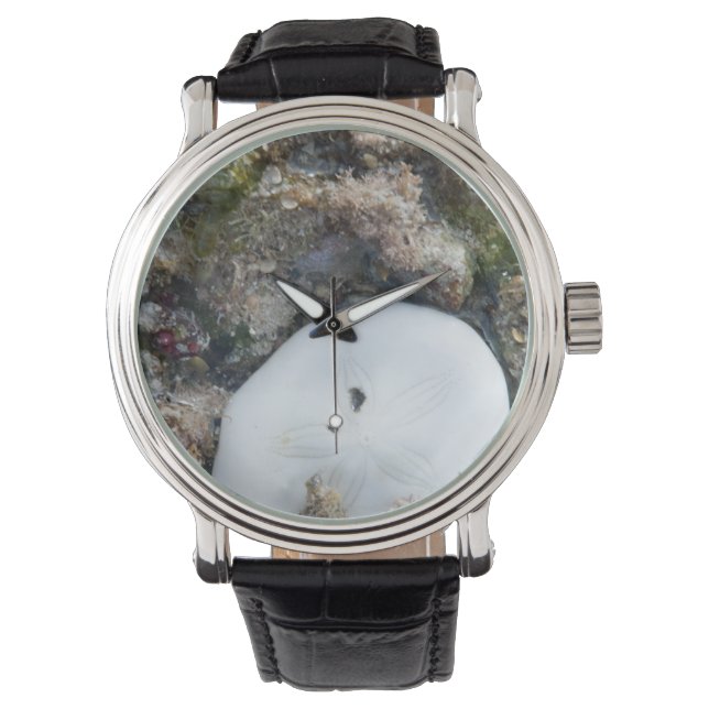 Sand Dollar in the Fiji Reef at Low Tide Watch (Front)