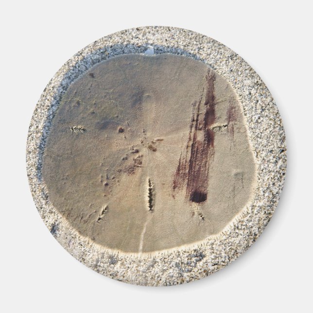 Sand Dollar Magnet (Front)