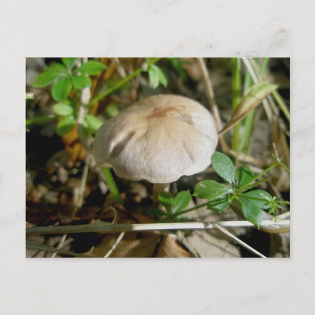 Sand Dollar Mushroom Postcard (Front)