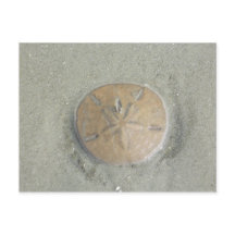 sand dollar on beach photo by gbillips