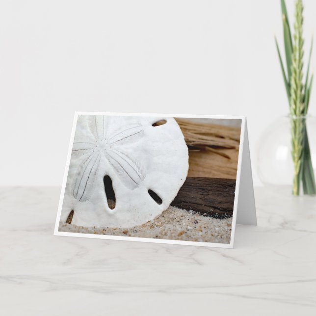 Sand Dollar on Driftwood Note Card (Front)