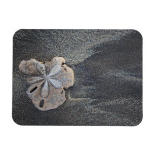 Sand dollar on sand magnet