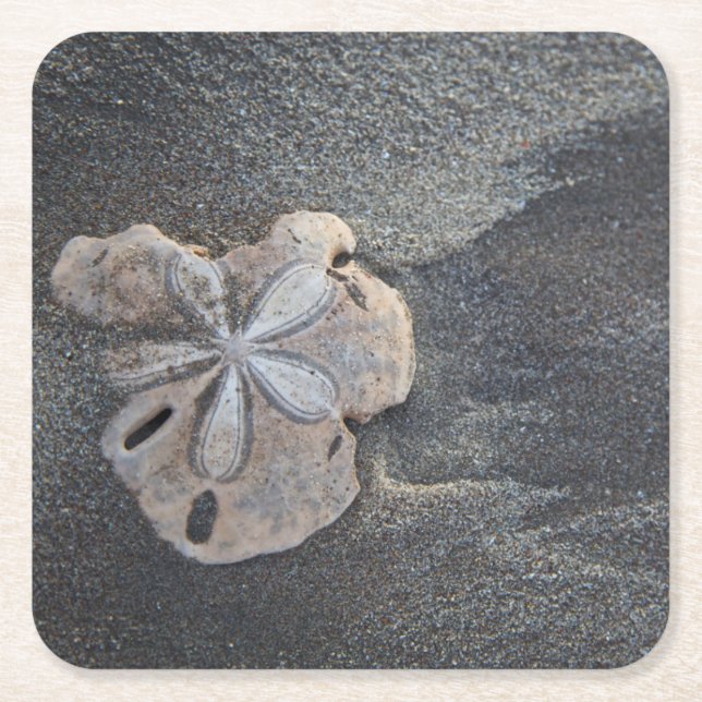 Sand dollar on sand square paper coaster (Front)