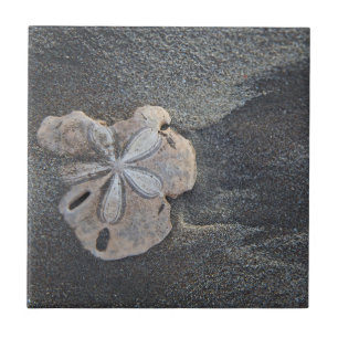 Sand dollar on sand tile