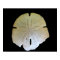Sand Dollar