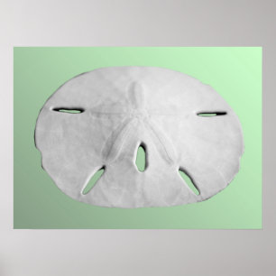 Sand Dollar Poster