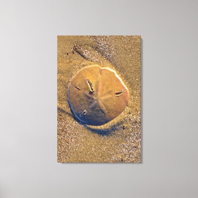Sand Dollar Revealed On Beach | Hilton Head Island Canvas Print (Front)