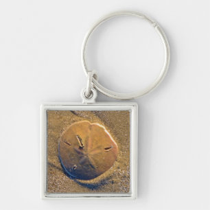 Sand Dollar Revealed On Beach Hilton Head Island Keychain