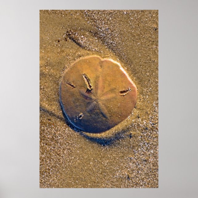 Sand Dollar Revealed On Beach | Hilton Head Island Poster (Front)