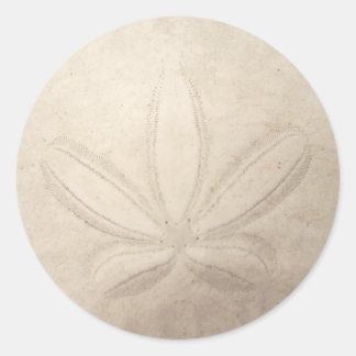 Sand Dollar Round Sticker