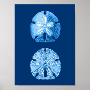 Sand Dollar Sea Life Print, Indigo Blue and White Poster