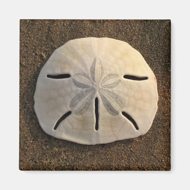 Sand Dollar Sea Shell Beach Magnet (Front)