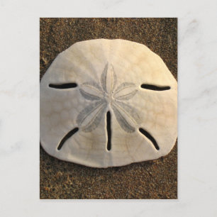 Sand Dollar Seashell Beach Postcards