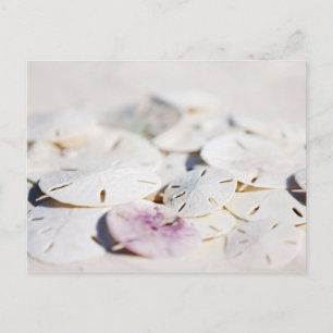 Sand dollars postcard