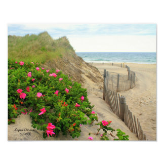 Sand Dunes and Beach Roses ~ Block Island, RI Photo Print