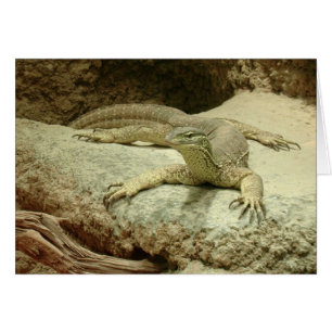 Sand goanna