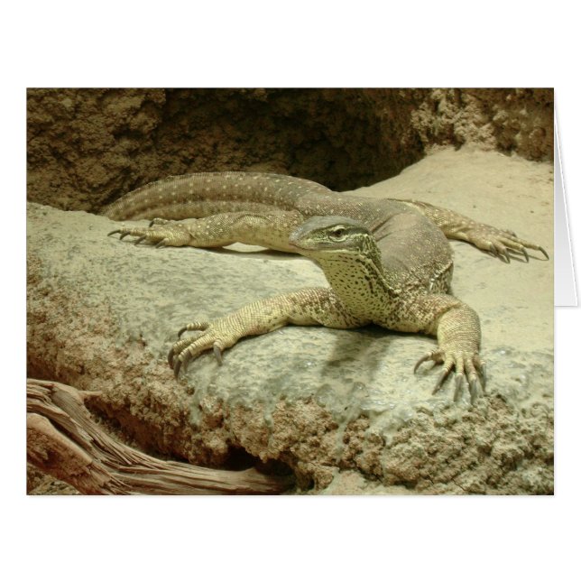 Sand goanna (Devant horizontal)