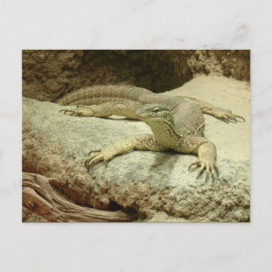 Sand goanna postcard