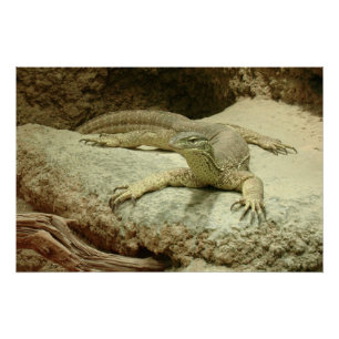 Sand goanna poster