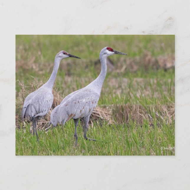 Sand Hill Crane Post Card (Front)