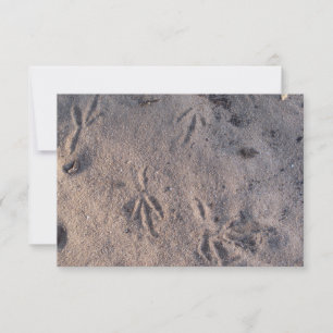 Sand hill crane tracks in the sand on a card
