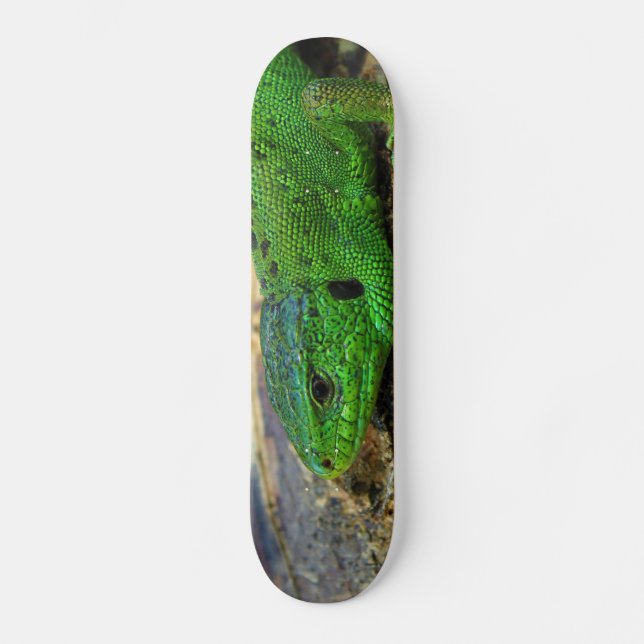 Sand Lizard Male Lacerta Agilis Skateboard (Front)