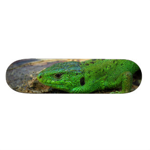 Sand Lizard Male Lacerta Agilis Skateboard