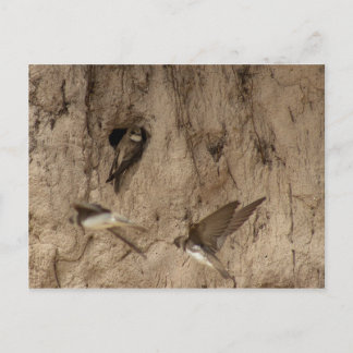 Sand martin postcard