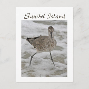Sand Piper Sanibel Island Postcard