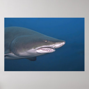 Sand Tiger Portrait Poster