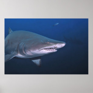 Sand Tiger Poster
