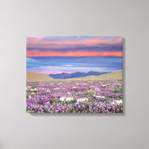 Sand Verbena & Dune Primrose Wildflowers at Sunset Canvas Print