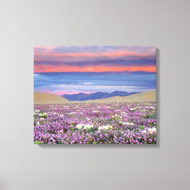 Sand Verbena & Dune Primrose Wildflowers at Sunset Canvas Print (Front)
