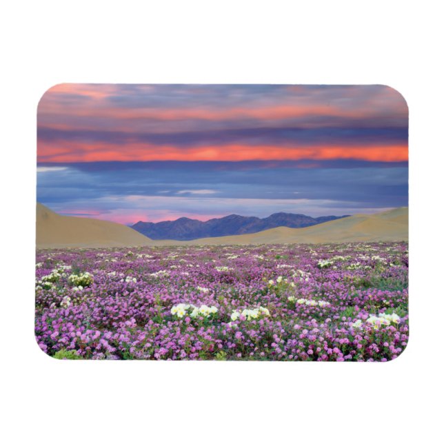 Sand Verbena & Dune Primrose Wildflowers at Sunset Magnet (Horizontal)