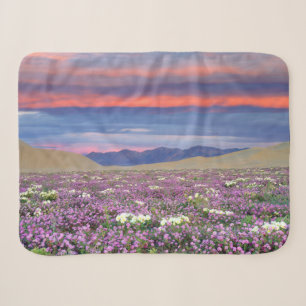 Sand Verbena & Dune Primrose Wildflowers at Sunset Sherpa Blanket