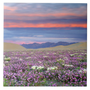 Sand Verbena & Dune Primrose Wildflowers at Sunset Tile