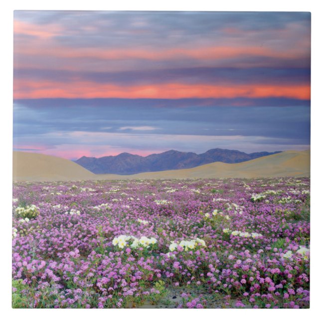 Sand Verbena & Dune Primrose Wildflowers at Sunset Tile (Front)