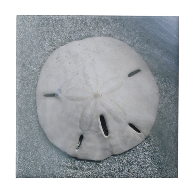 Sanddollar on Beach | Sanibel Island, Florida Tile (Front)