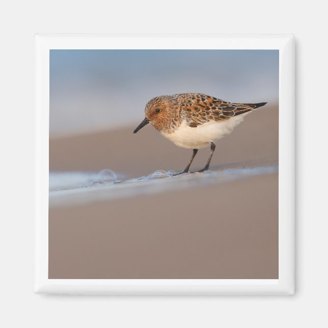 Sanderling 2x2 magnet (Front)