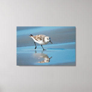Sanderling (Calidris Albe) Feeding On Wet Beach Canvas Print