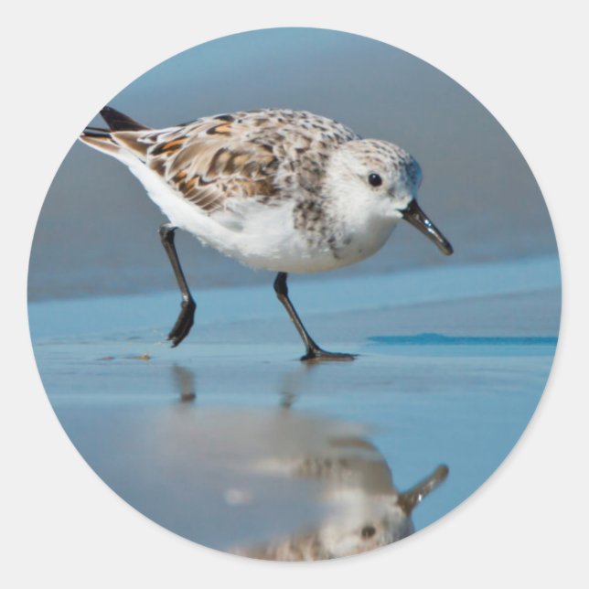 Sanderling (Calidris Albe) Feeding On Wet Beach Classic Round Sticker (Front)