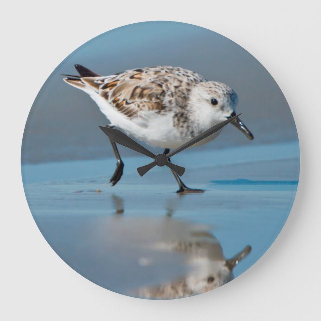 Sanderling (Calidris Albe) Feeding On Wet Beach Large Clock (Front)
