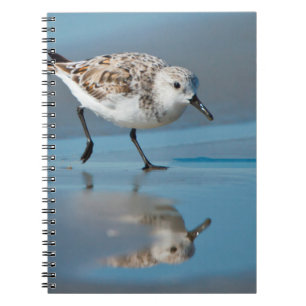 Sanderling (Calidris Albe) Feeding On Wet Beach Notebook